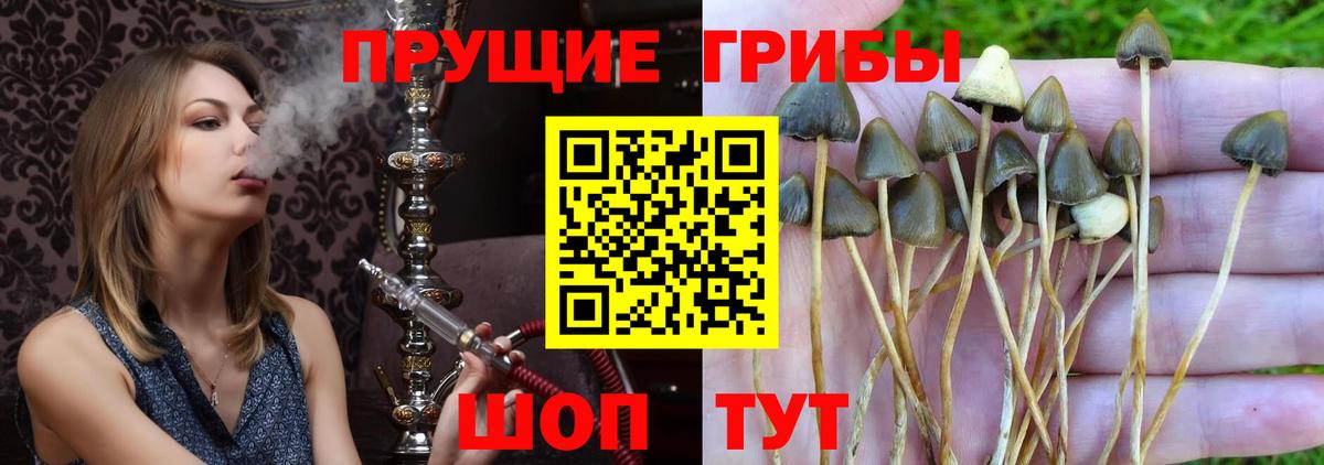 наркота  Псилоцибиновые грибы прущие грибы  Вход с VPN  Новоуральск  Псилоцибиновые грибы Cubensis 